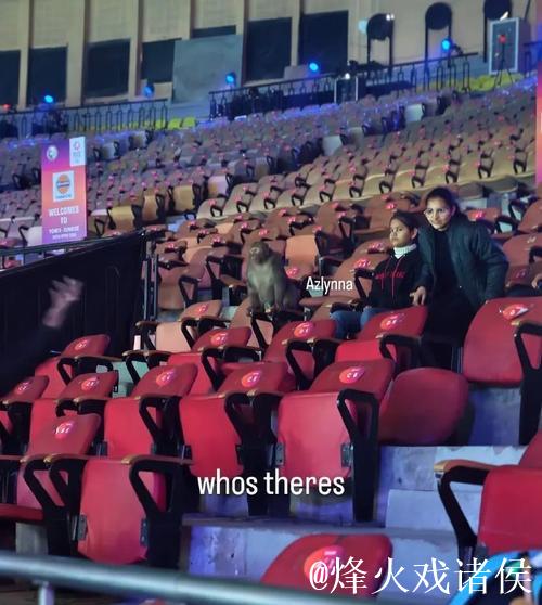 意外！印度羽毛球公开赛观众席惊现猴子闯入